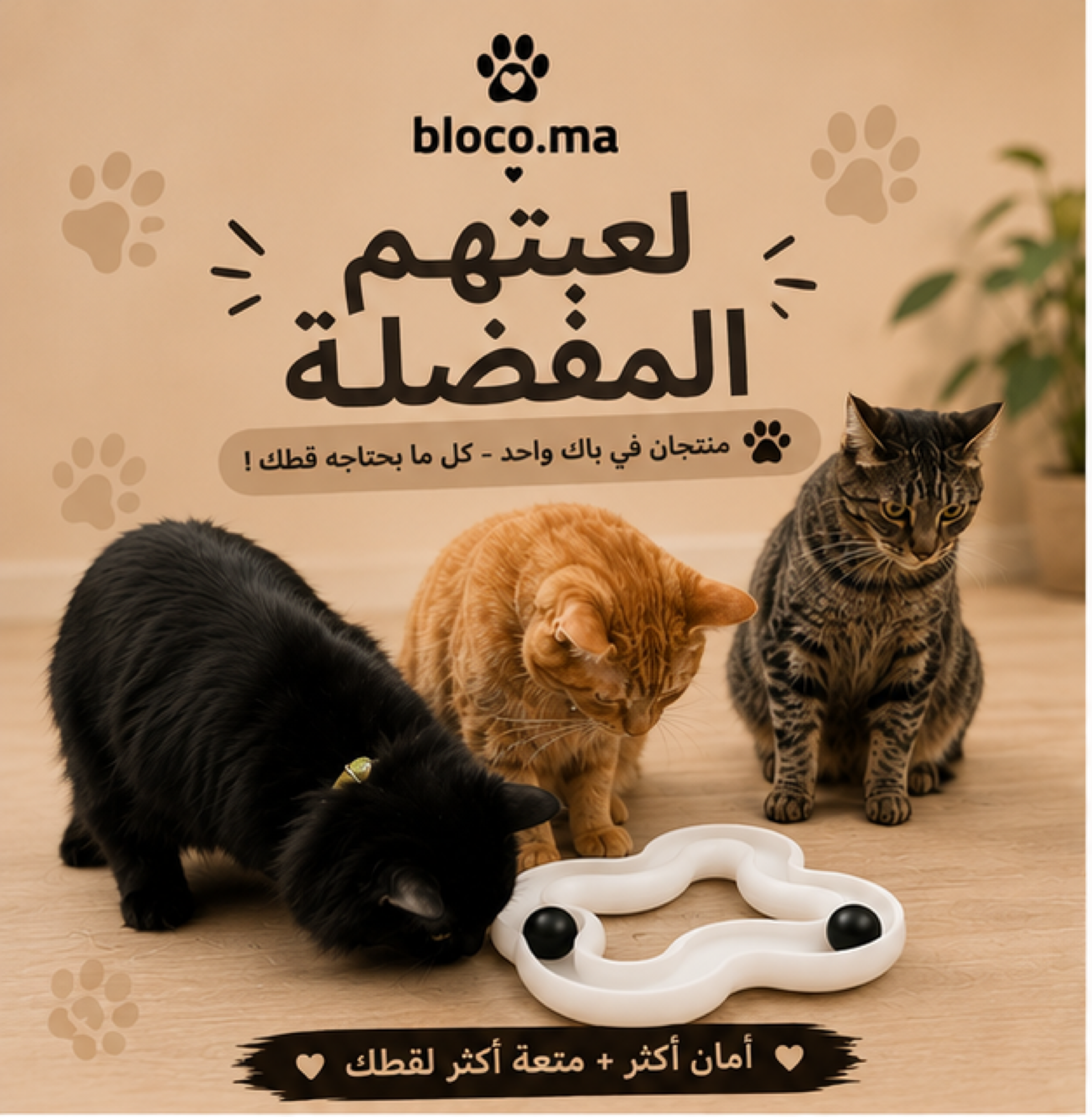 العرض الأسـاسي لمحبي القطط