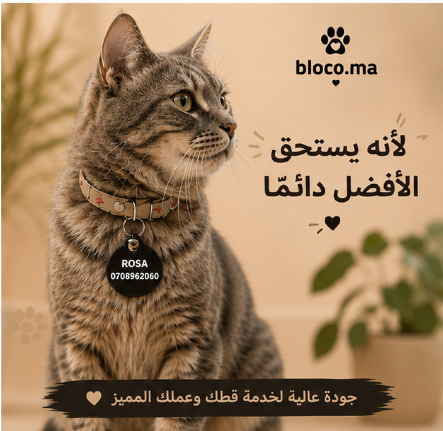 العرض الأسـاسي لمحبي القطط